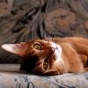 Почему кошка гадит на постель: причины и поиск решений