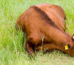 Почему корова долго не встает, и что делать Шоколад усугубляет акне